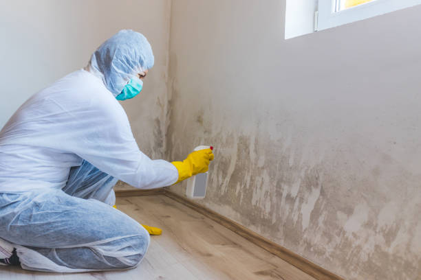 Licensed Black Mold Removal service in Bluemont, VA - WQB Mold Removal