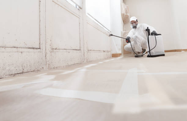 24/7 Emergency Black Mold Removal experts in Bluemont, VA