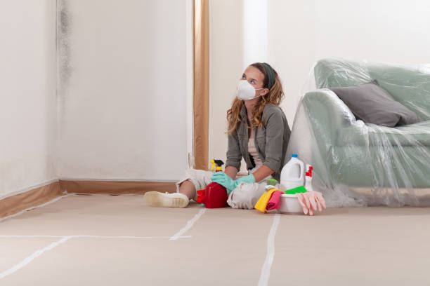 Trusted Black Mold Removal service in Bluemont, VA - WQB Mold Removal