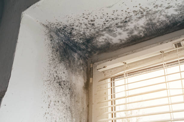 Affordable Black Mold Removal solutions in Bluemont, VA